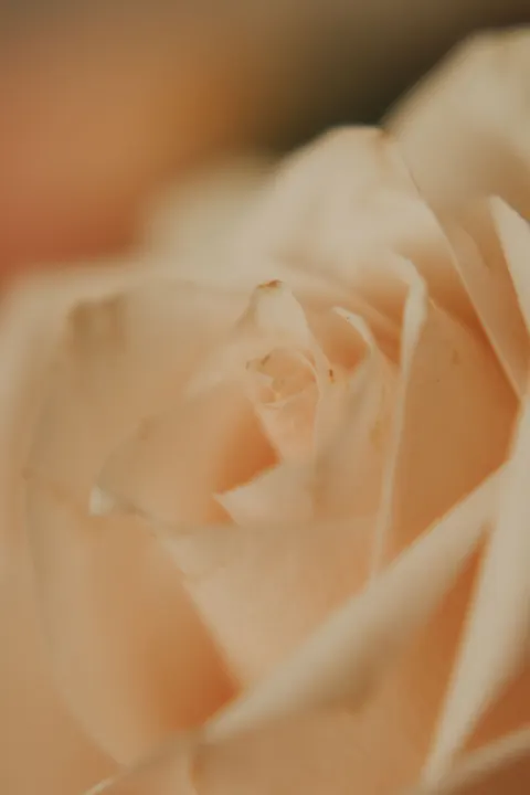Petals Phone Wallpaper · petals · 1440×2160