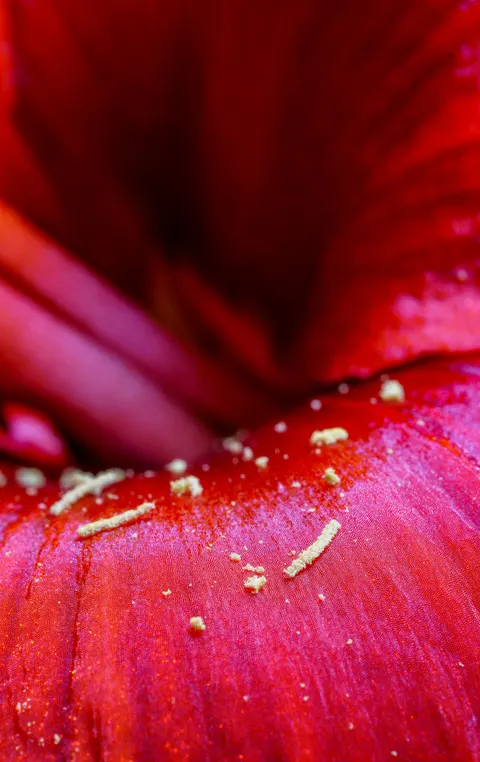 Petals Phone Wallpaper · petals · 1440×2286