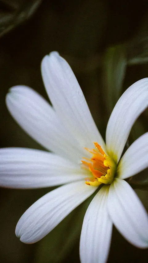 Petals Phone Wallpaper · petals · 1440×2560