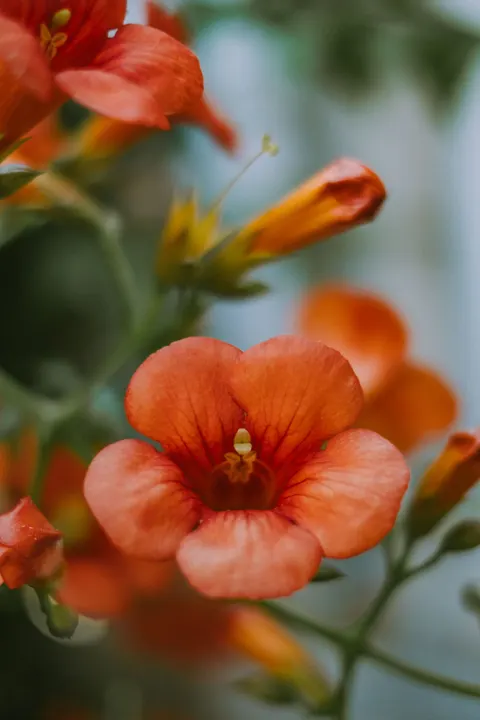 Petals Phone Wallpaper · petals · 1440×2160