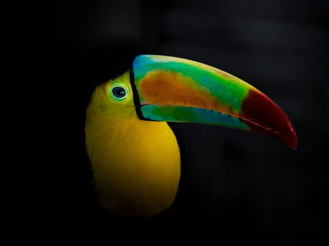 والپیپر پرنده استوایی با کیفیت 4K · animals · 3840×2880