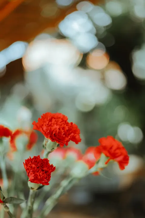 Petals Phone Wallpaper · petals · 1440×2159