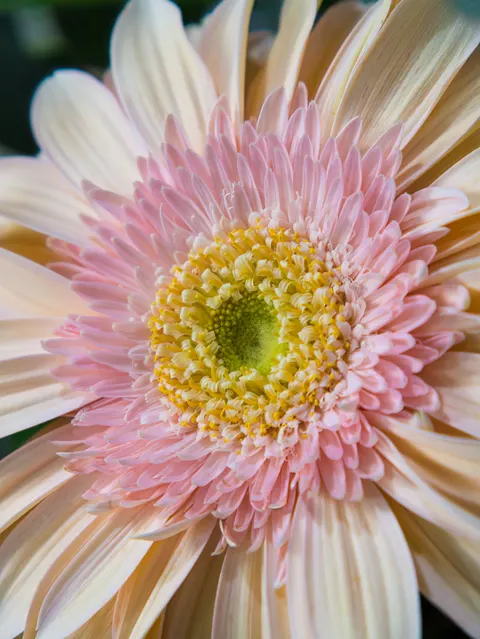 Petals Phone Wallpaper · petals · 1440×1920