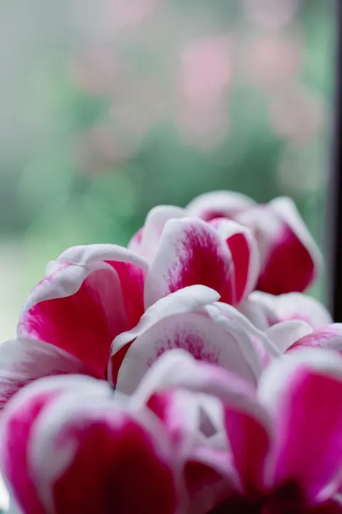 Petals Phone Wallpaper · petals · 1440×2160