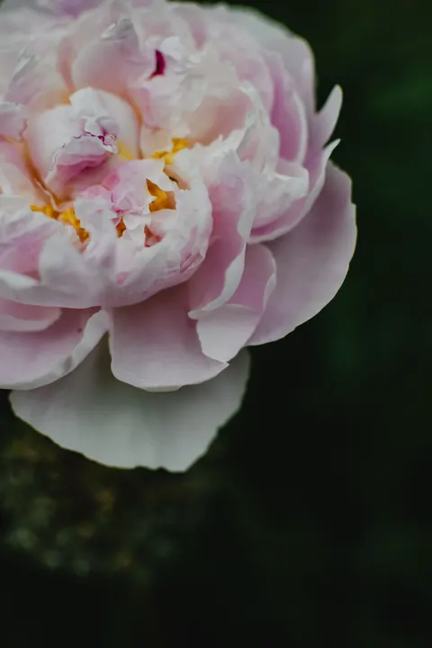 Petals Phone Wallpaper · petals · 1440×2160