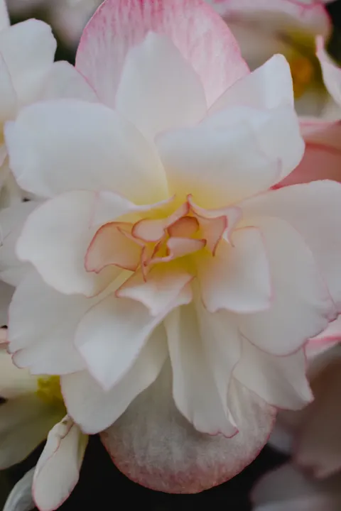 Petals Phone Wallpaper · petals · 1440×2160