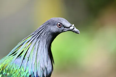 والپیپر پرنده استوایی با کیفیت 4K · animals · 3840×2560