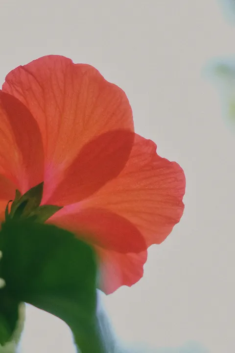 Petals Phone Wallpaper · petals · 1440×2160