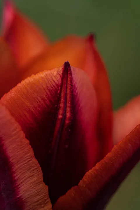 Petals Phone Wallpaper · petals · 1440×2160