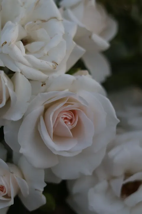 Petals Phone Wallpaper · petals · 1440×2160