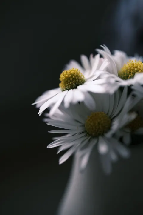 Petals Phone Wallpaper · petals · 1440×2160