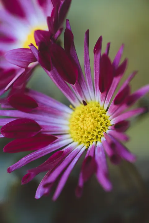 Blütenblätter Handy-Hintergrundbild · petals · 1440×2159