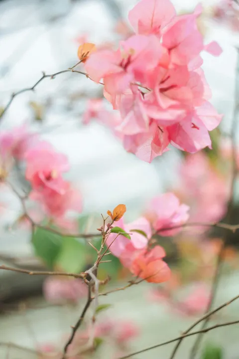 Petals Phone Wallpaper · petals · 1440×2160