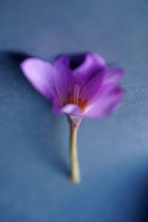 花びら スマホ壁紙 · petals · 1440×2160