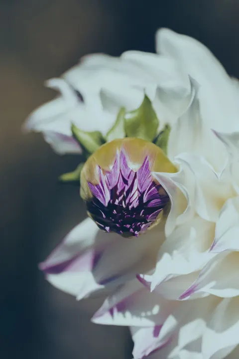 Petals Phone Wallpaper · petals · 1440×2160