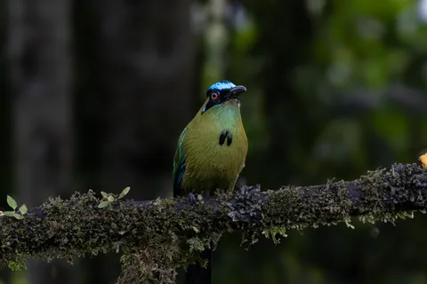 Tropischer Vogel 4K Hintergrundbild · animals · 3840×2560