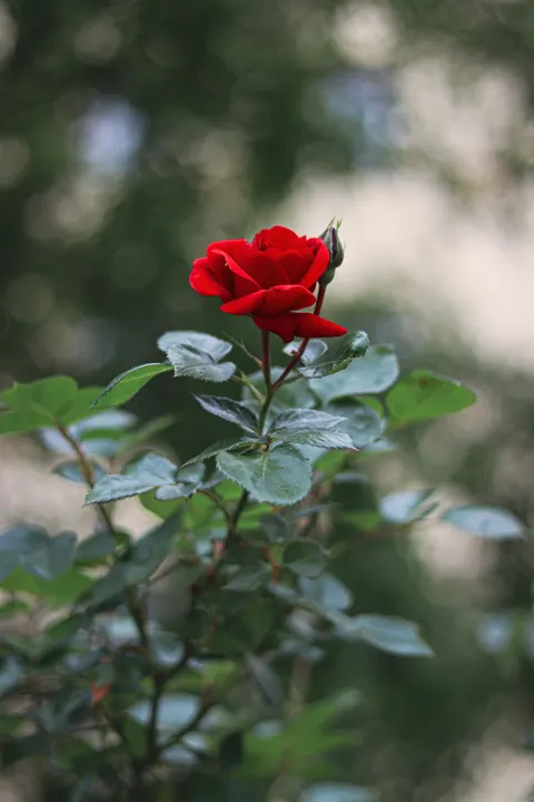 Rose Petals Phone Wallpaper · petals · 1440×2160