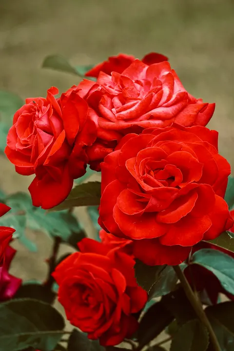 Rose Petals Phone Wallpaper · petals · 1440×2160