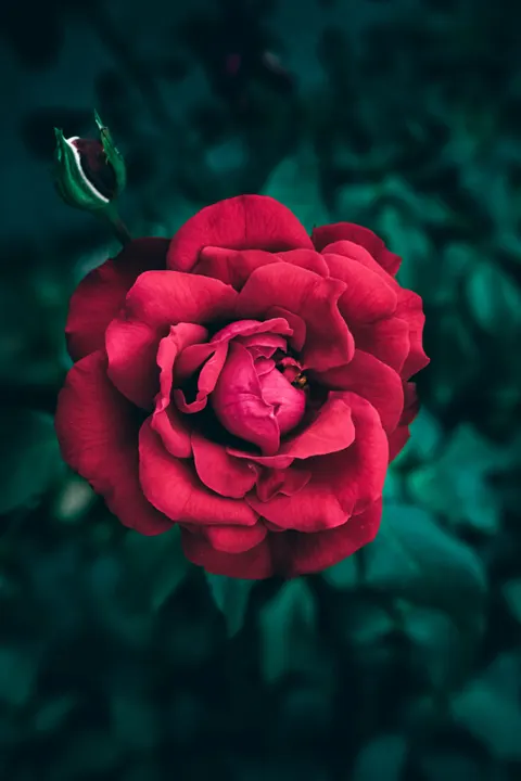 Rose Petals Phone Wallpaper · petals · 1440×2160