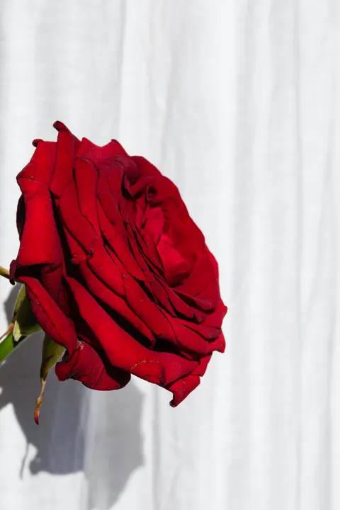 Rose Petals Phone Wallpaper · petals · 1440×2160