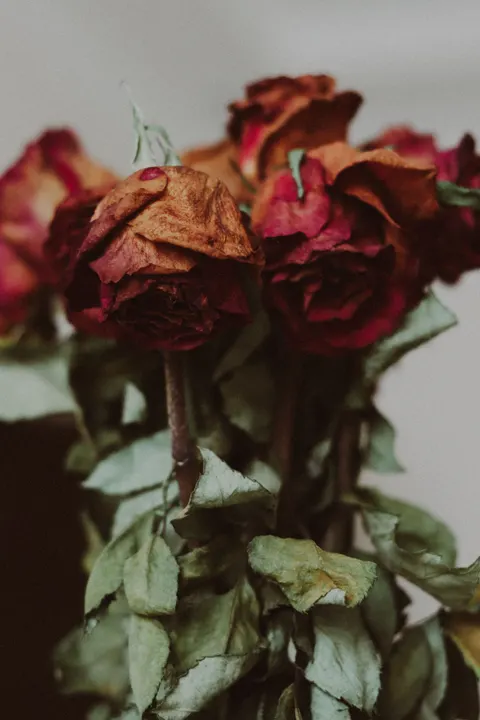 Rose Petals Phone Wallpaper · petals · 1440×2160