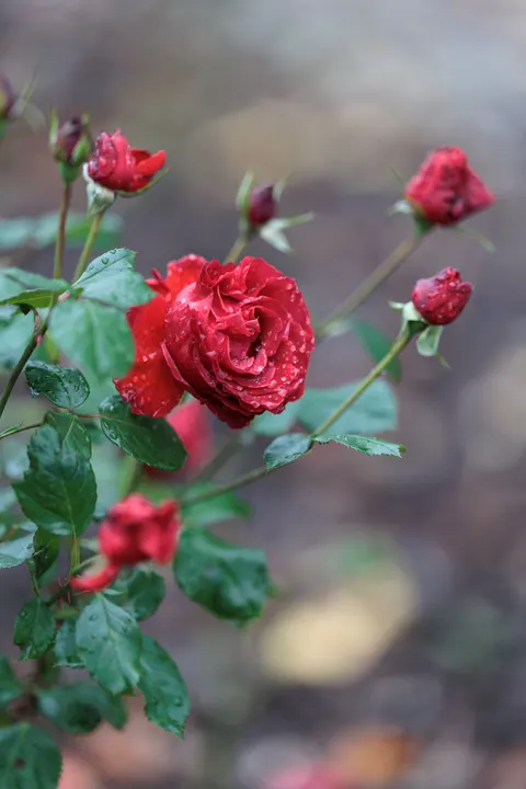 Rose Petals Phone Wallpaper · petals · 1440×2160