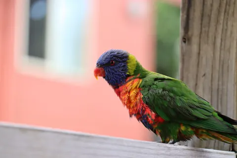 Tropical Bird 4K Wallpaper · animals · 3840×2560