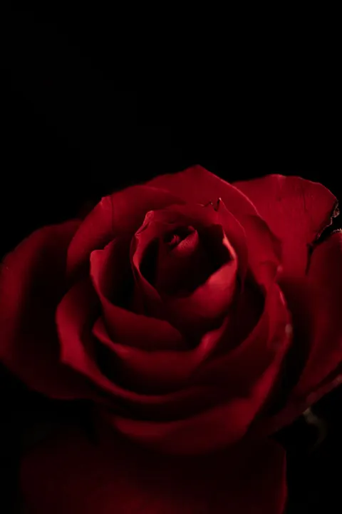 Rose Petals Phone Wallpaper · petals · 1440×2160