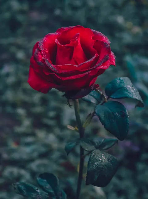 Rose Petals Phone Wallpaper · petals · 1440×1931
