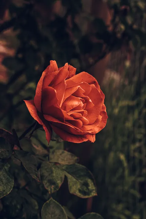 Rose Petals Phone Wallpaper · petals · 1440×2160