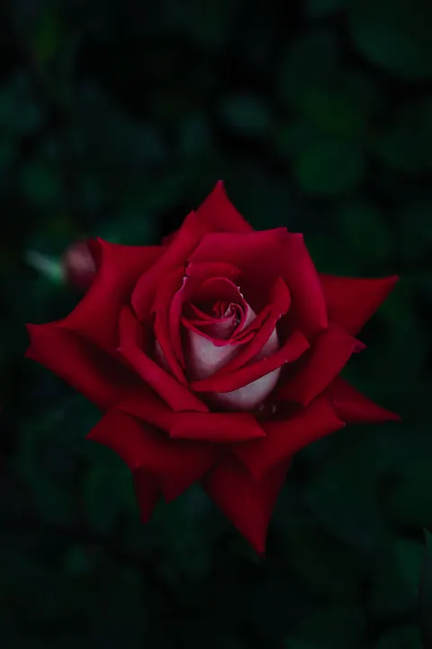 Rose Petals Phone Wallpaper · petals · 1440×2160