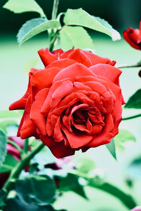 Rose Petals Phone Wallpaper · petals · 1440×2160