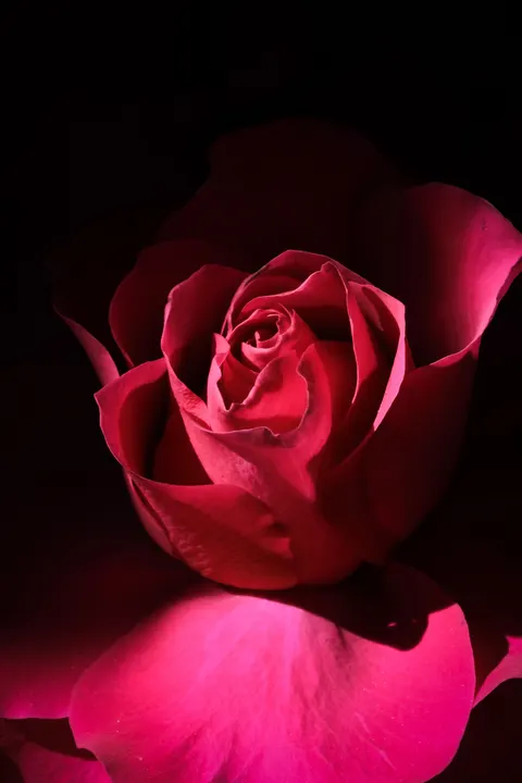 Rose Petals Phone Wallpaper · petals · 1440×2160
