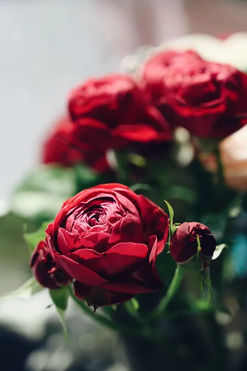 Rose Petals Phone Wallpaper · petals · 1440×2164