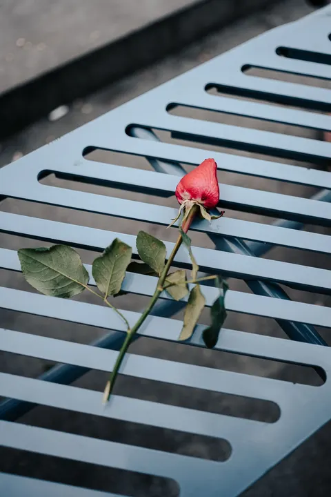 장미 꽃잎 휴대폰 배경화면 · petals · 1440×2160