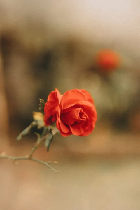 Rose Petals Phone Wallpaper · petals · 1440×2160