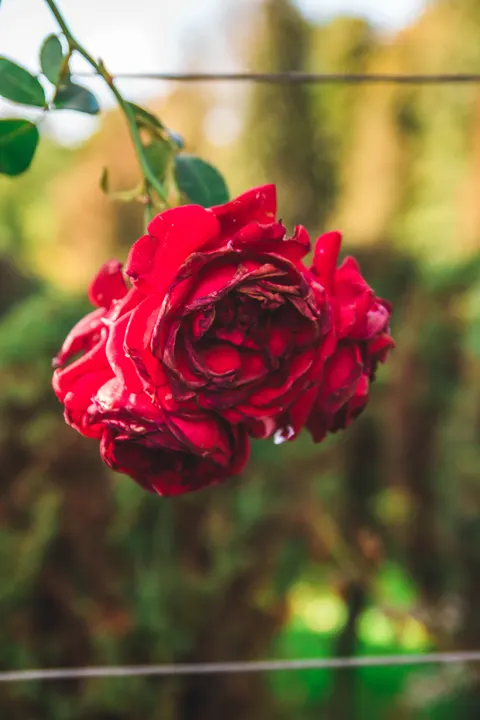 Rose Petals Phone Wallpaper · petals · 1440×2160