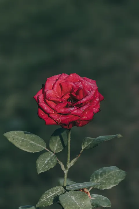 Rose Petals Phone Wallpaper · petals · 1440×2160