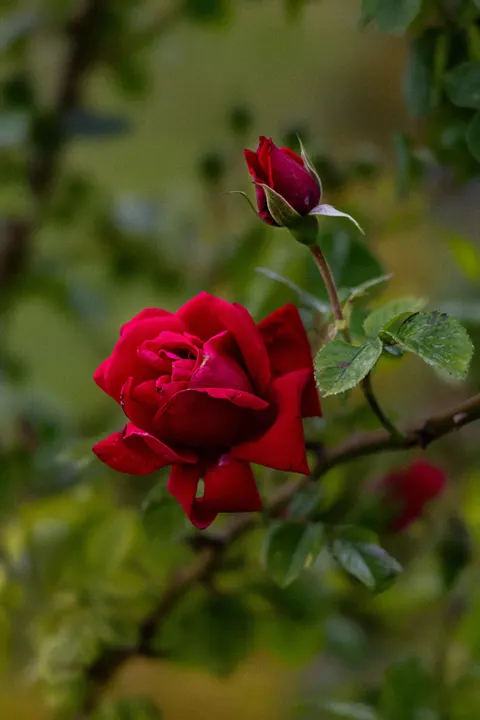 Rose Petals Phone Wallpaper · petals · 1440×2160