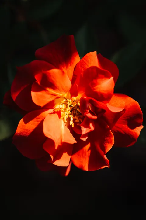 Rose Petals Phone Wallpaper · petals · 1440×2160