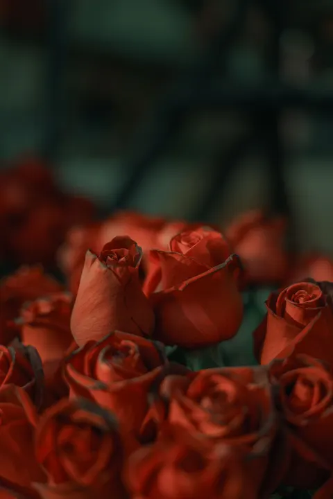 Rose Petals Phone Wallpaper · petals · 1440×2160
