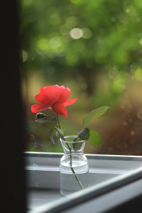 Rose Petals Phone Wallpaper · petals · 1440×2160