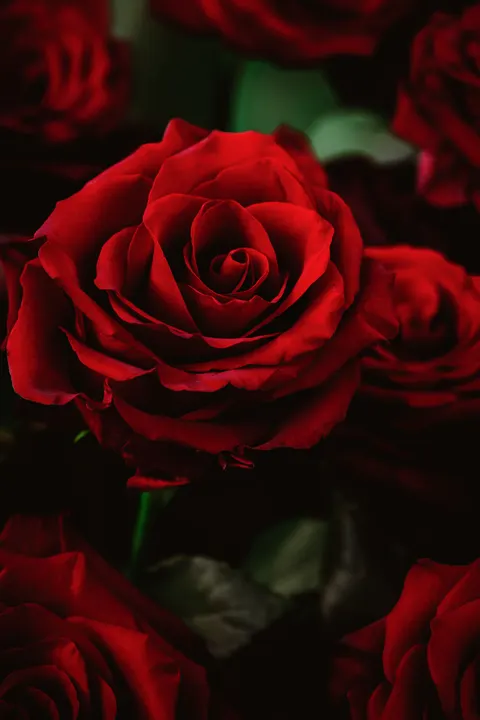 Rose Petals Phone Wallpaper · petals · 1440×2160