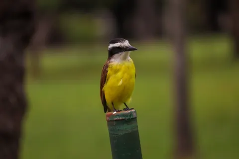 Tropical Bird 4K Wallpaper · animals · 3840×2560