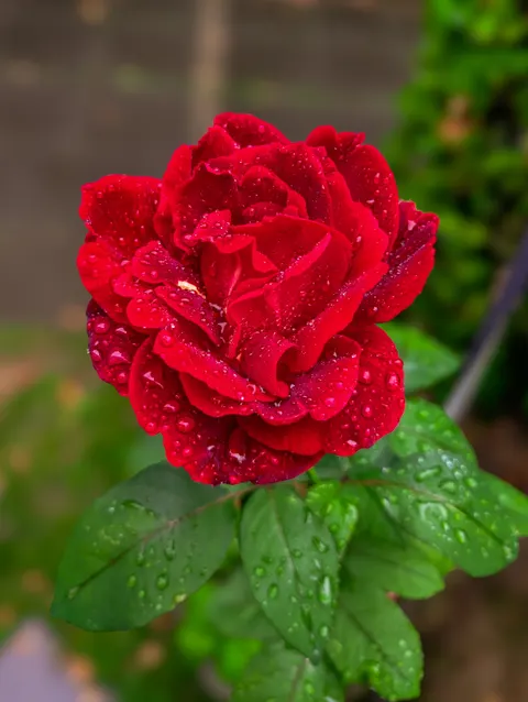 Rose Petals Phone Wallpaper · petals · 1440×1912