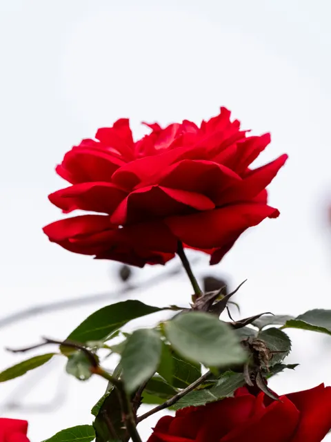 Rose Petals Phone Wallpaper · petals · 1440×1920