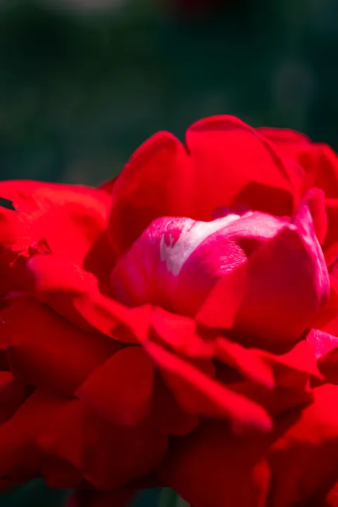 Rose Petals Phone Wallpaper · petals · 1440×2157