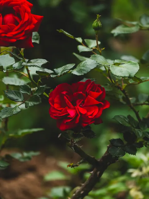 Rosenblätter Handy-Hintergrundbild · petals · 1440×1920