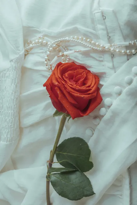 Rose Petals Phone Wallpaper · petals · 1440×2160