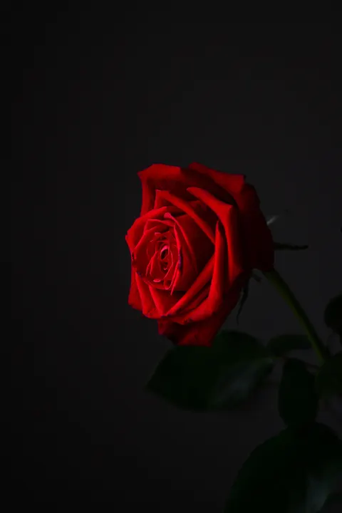 Rose Petals Phone Wallpaper · petals · 1440×2160